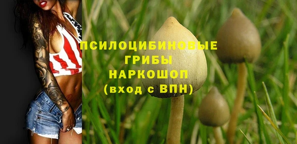 стаф Алзамай